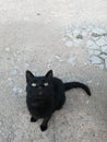 Black cat sitting on a gray concrete floor Royalty Free Stock Photo