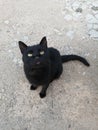 Black cat sitting on a gray concrete floor Royalty Free Stock Photo