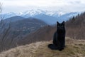 Black cat sitting on a hill in the mountains. Beautiful view of the mountains Royalty Free Stock Photo