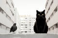 a black cat sitting on a ledge next to a pigeon