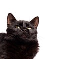 Black Cat sitting and looking at the camera, isolated on white. Royalty Free Stock Photo