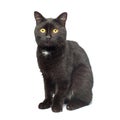 Black Cat sitting and looking at the camera, isolated on white Royalty Free Stock Photo