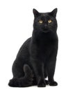 Black Cat sitting and looking at the camera Royalty Free Stock Photo