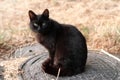 Black cat sitting and looking at camera on metal sewer manhole near gass