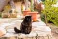 Black cat sitting outdoors Royalty Free Stock Photo