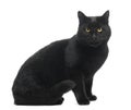 Black Cat sitting, smiling and looking at the camera Royalty Free Stock Photo