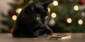 Black cat sitting on a table with tarot cards and a Christmas tree in the background Royalty Free Stock Photo