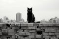 a black cat sitting on top of a pile of bricks
