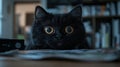 A black cat sitting on top of a table next to a remote control Royalty Free Stock Photo