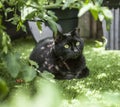 A black cat sitting under a tomato plant.