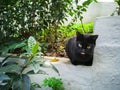 Black cat sitting on the wall and looking straight