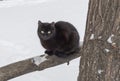 Black cat sitting on white snow background Royalty Free Stock Photo