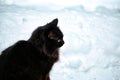 Black cat in the winter on white snow. Royalty Free Stock Photo