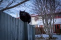 A black cat sitting on a white wooden fence. Royalty Free Stock Photo