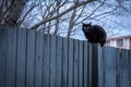 A black cat sitting on a white wooden fence. Royalty Free Stock Photo
