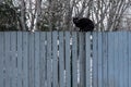 A black cat sitting on a white wooden fence in winter. Royalty Free Stock Photo