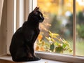 Black cat sitting on window sill looking out at autumn leaves