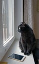 Black cat sitting on the windowsill near the cell phone Royalty Free Stock Photo