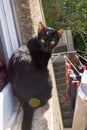 Black Cat Sitting on Windowsill Next to Drying Laundry Royalty Free Stock Photo