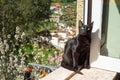 Black Cat Sitting on Windowsill in Portuguese Village Royalty Free Stock Photo