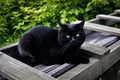 Black cat sitting on a wooden desk Royalty Free Stock Photo