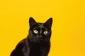 a black cat sitting on a yellow background looking at the camera with a serious look on its face, with a yellow background behind Royalty Free Stock Photo