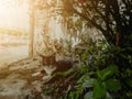 Black cat sleeping under a tree Royalty Free Stock Photo