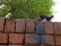 Black cat sleeping on a wall in a shady area Royalty Free Stock Photo