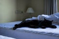 Black cat sleeping on white bed in room Royalty Free Stock Photo
