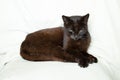 black cat sleeping on a white blanket, cat Royalty Free Stock Photo