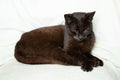 black cat sleeping on a white blanket, cat Royalty Free Stock Photo