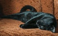 A black cat sleeps carelessly on a red sofa.