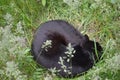 Black cat sleeps in grass