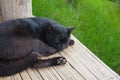 The black cat slept on the yellow wooden litter. There is a green grass background