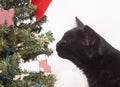 Black cat sniffing a Christmas tree Royalty Free Stock Photo