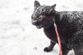 Black cat in the snow