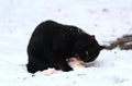 Black cat in the snow eating something