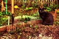 Black cat on the spring seedbed Royalty Free Stock Photo