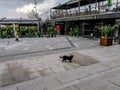 Black cat on the square in front of the Vavelya Cafe & Restaurant in Istanbul. Homeless