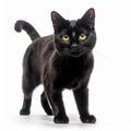 a black cat is standing in front of a white background Royalty Free Stock Photo