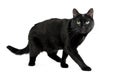 Black cat is standing with a scared look Royalty Free Stock Photo