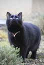 Black cat standing and watching up Royalty Free Stock Photo