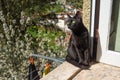 Black Cat Staring Out Window near Laundry in Portuguese Village Royalty Free Stock Photo