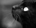 Black cat staring into the sky Royalty Free Stock Photo