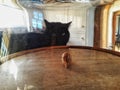 A black cat staring at a wooden mouse under a glass dome Royalty Free Stock Photo