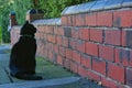 Black cat starring at brick wall