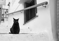 Black cat on step Royalty Free Stock Photo