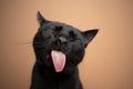 black cat sticking out tongue funny portrait