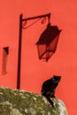 Black cat on the street. The shadow of the lantern, the red background of the wall Royalty Free Stock Photo