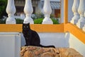Black Cat Royalty Free Stock Photo
